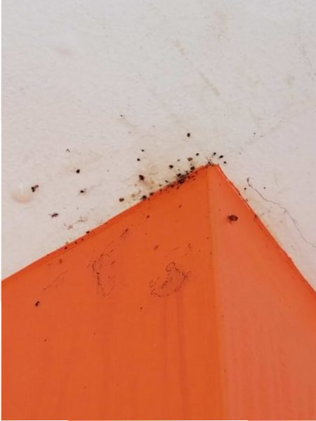 bed bug stains on the ceiling