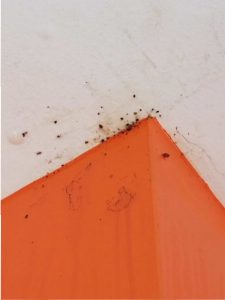 a bed bug infestation on the ceiling