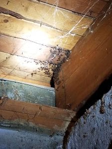 Carpenter Ants infestation on a wood wall