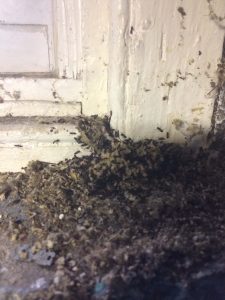 ants swarming 