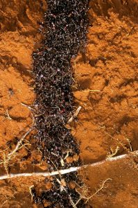 ant infestation on the soil