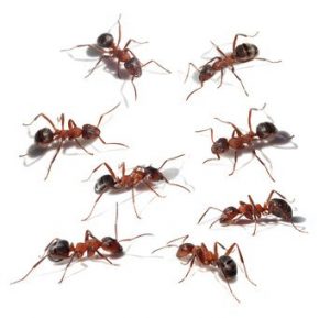 ants in a white background