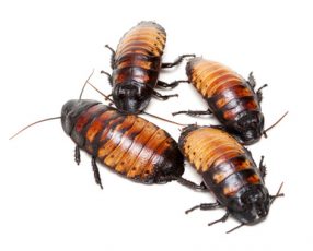 cockroaches on a white background