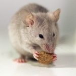 a house mouse is eating its food