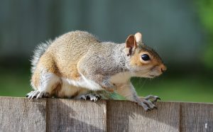 Squirrel on wood fence