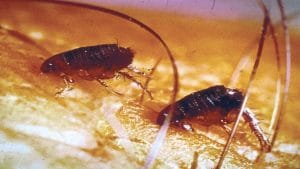 Fleas on animal's skin