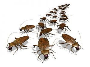 illustration of cockroaches swarming