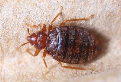 a bed bug on a carpet