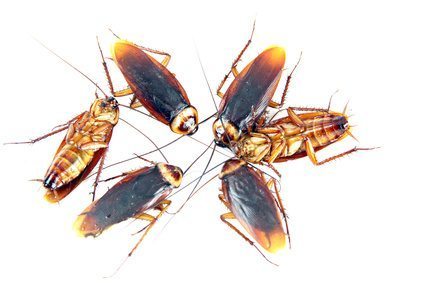 cockroaches on a white background