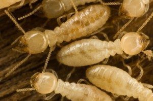 termites swarming on the soil
