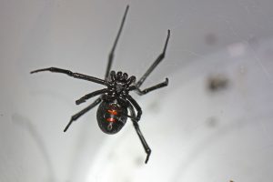 black widow spider hanging on its web