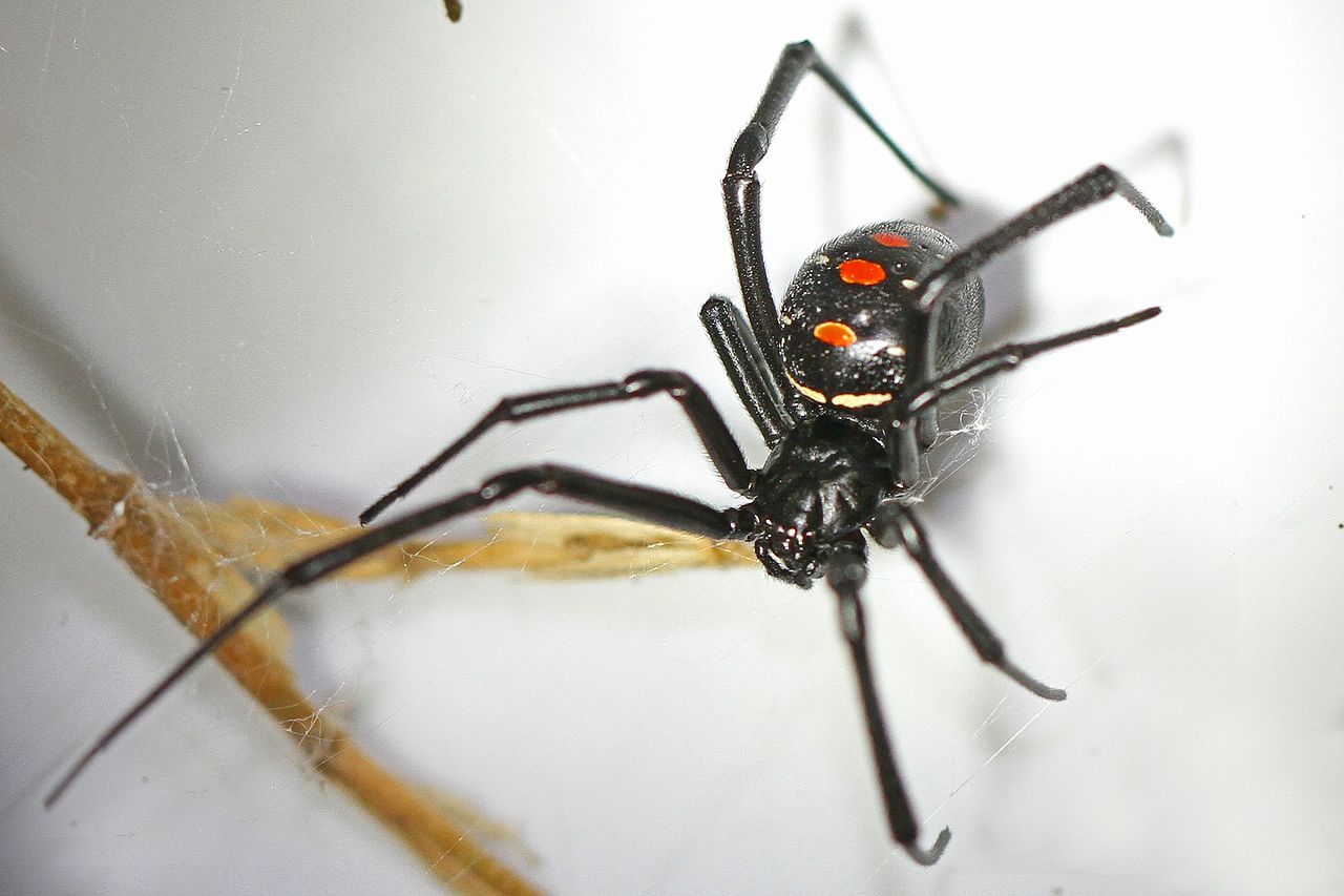 a black widow spider on her web