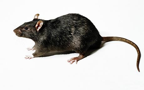 roof rat or black rat on white background