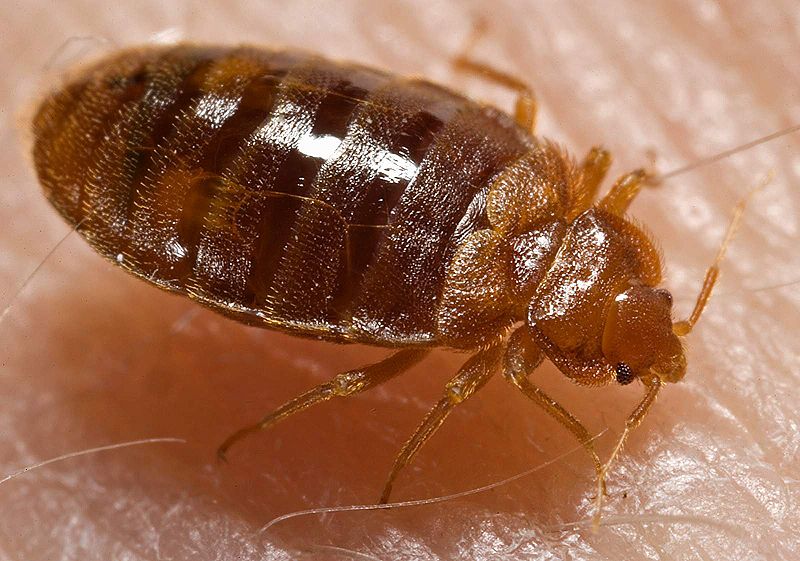 a bed bug on human's skin