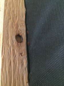 bed bug on a couch frame