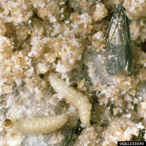 adult and larvae of Indian Meal Moth on meal