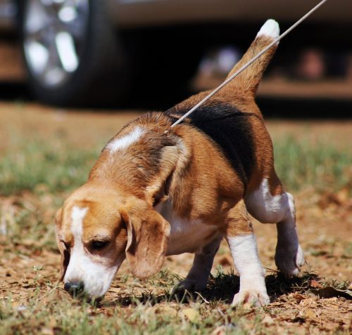 a bed bug sniffing dog