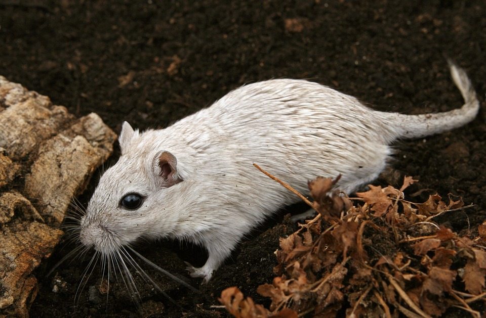 a rat on the soil