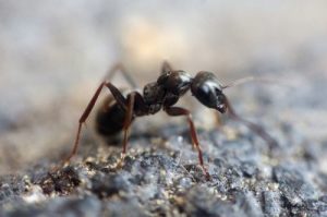 ant perched 