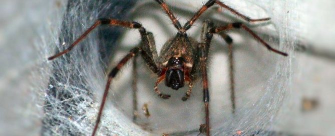 funnel spider in its web
