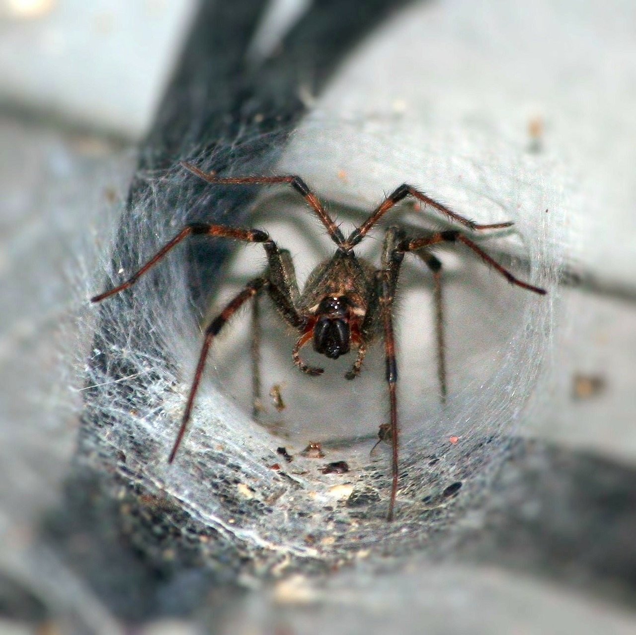 funnel spider in its web