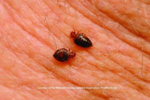 two bed bugs on human's skin