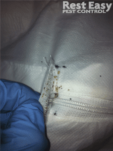 bed bug fecal stains on a mattress cover