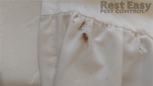 bed bug stains on a mattress cover