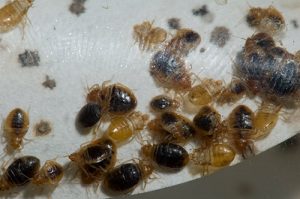 Bed Bugs and their eggs