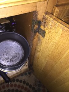 roaches in a kitchen cabinet