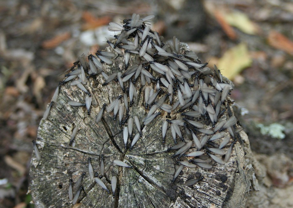termite swarming on a tree