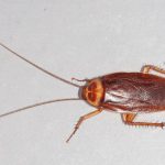 American Cockroach on the floor
