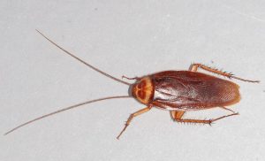 American Cockroach on the floor
