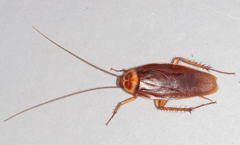 an american cockroach on the floor