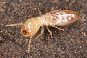 a termite on the ground soil