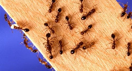 ants on wood