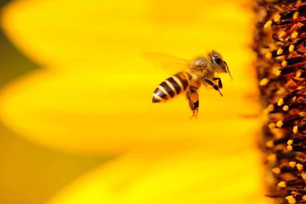 bee flying by a sunflower