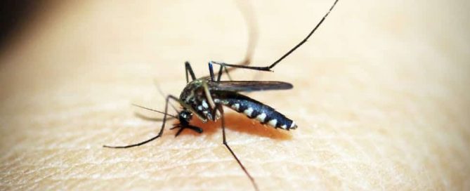 a mosquito is biting a human's body