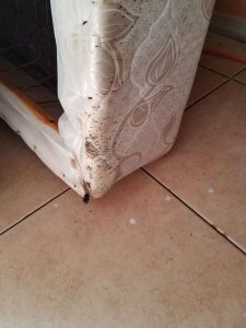 bed bug stains on box spring