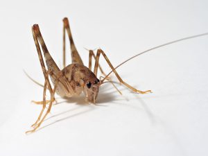 a spider cricket on a white background