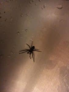 a house spider in the kitchen sink