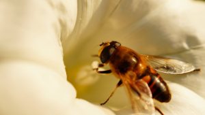 Carpenter Bee on a flower