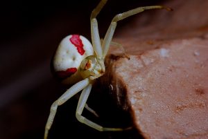 crab spider on dark backdrop