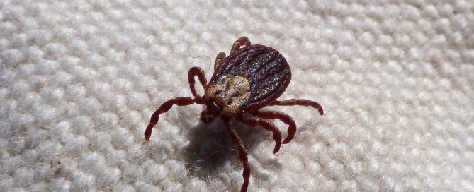 a tick scurrying on a carpet