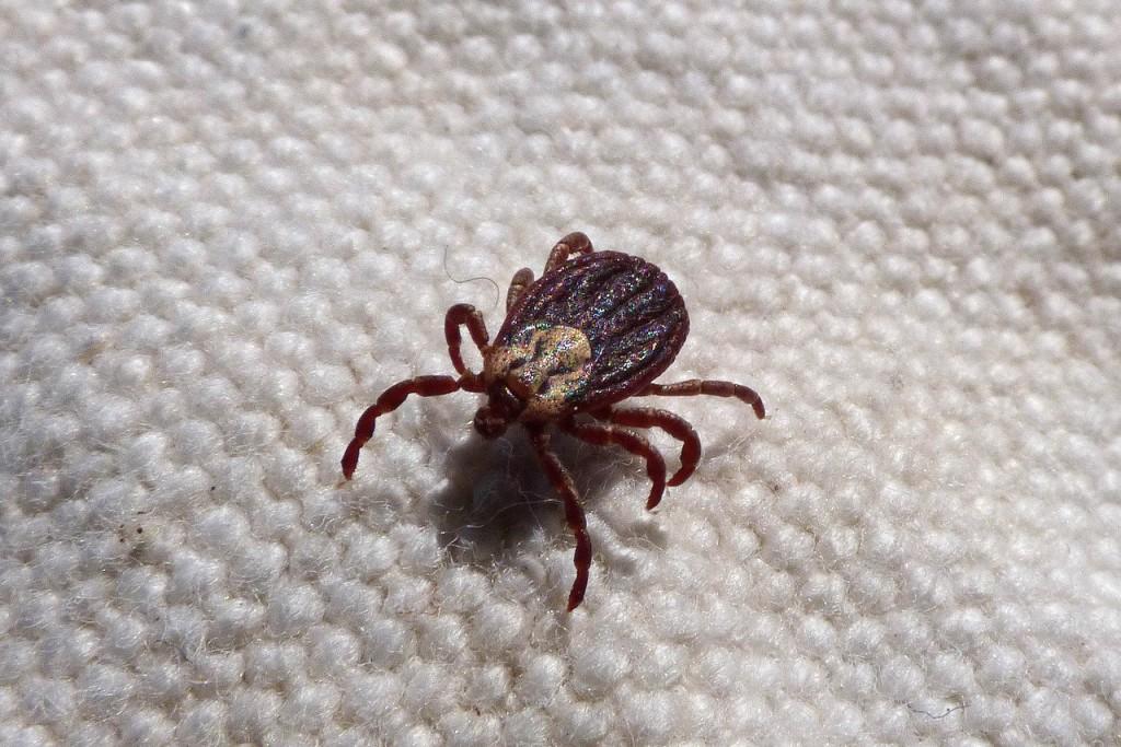 a tick scurrying on a carpet