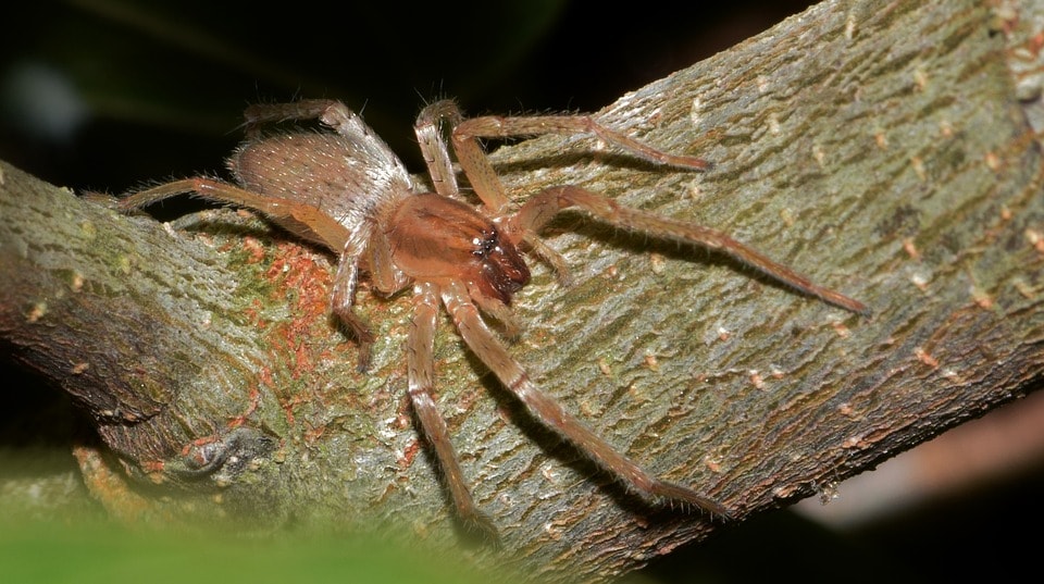 sac spider on tree branch