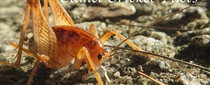 Camel Cricket Facts and FAQs