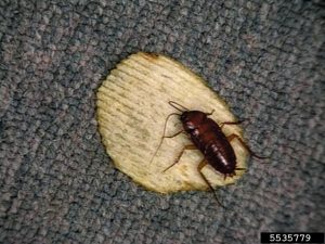a roach on the carpet