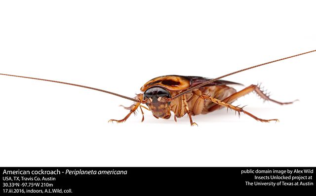 american cockroach on white background