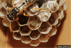 wasps in their paper nest